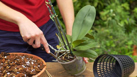 Repotting Orchids