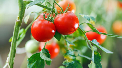 Ripe tomatoes on a bush