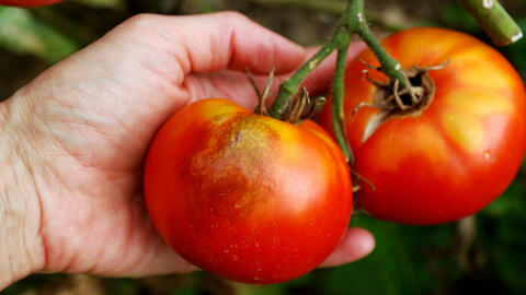 Blight on tomatoes