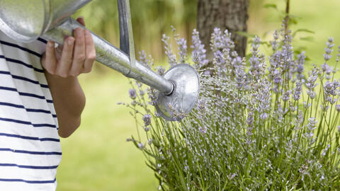 Watering potted Lavender