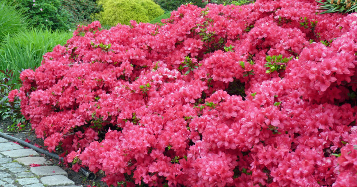 Floral wonder Japanese Azalea.