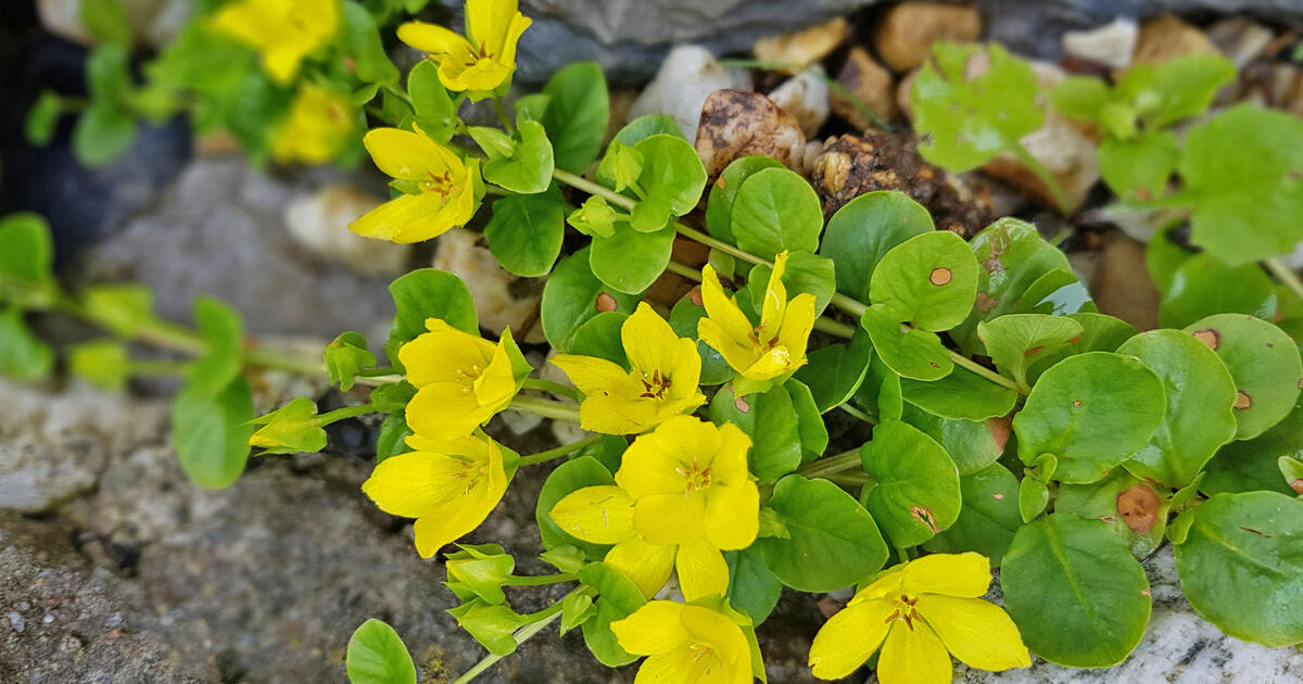 3 creeping jenny starter plants with roots ready to plant moneywort Lysimachia