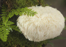 Bearded Hedgehog Mushroom (Hericium erinaceus)