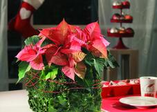 Christmas flower yew cube decoration
