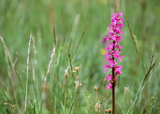 Early Purple Orchid (Orchis Mascula)