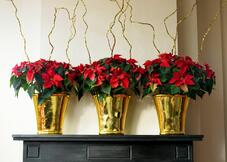 Christmas flowers in golden vases