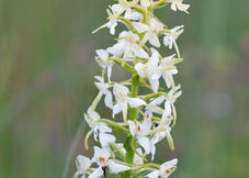 Lesser Butterfly Orchid (Platanthera Bifolia)