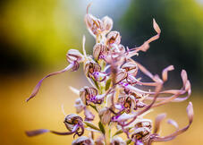 Lizard Orchid (Himantoglossum hircinum)