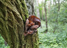 Wood ear fungi